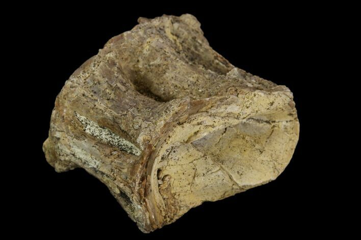 Fossil Fish (Ichthyodectes) Vertebra - Kansas #127864